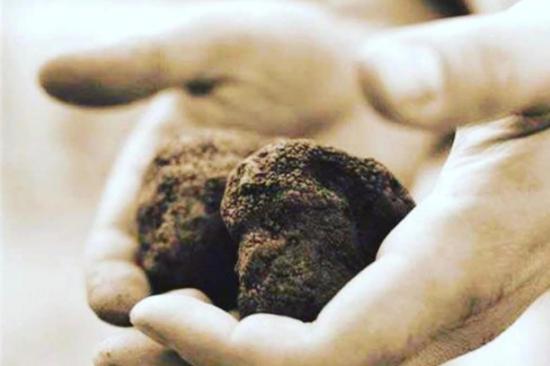 CACCIA AL TARTUFO & WINE TORU