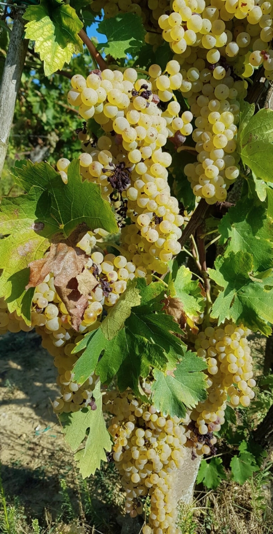 Vigneti biologici La Spinosa nel Chianti tra Firenze e Siena, a 300 metri d'altitudine, con filari alternati inerbito e lavorato..
